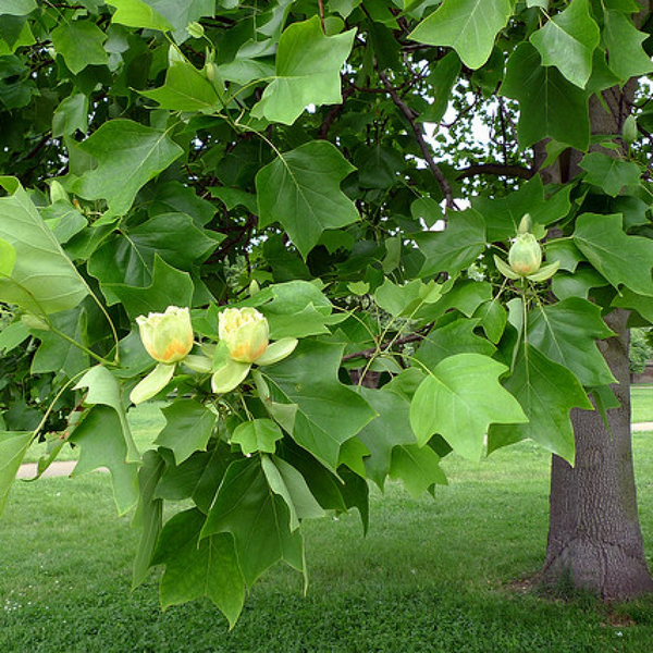 Тюльпанове дерево (Liriodendron) Тюльпанове_дерево фото