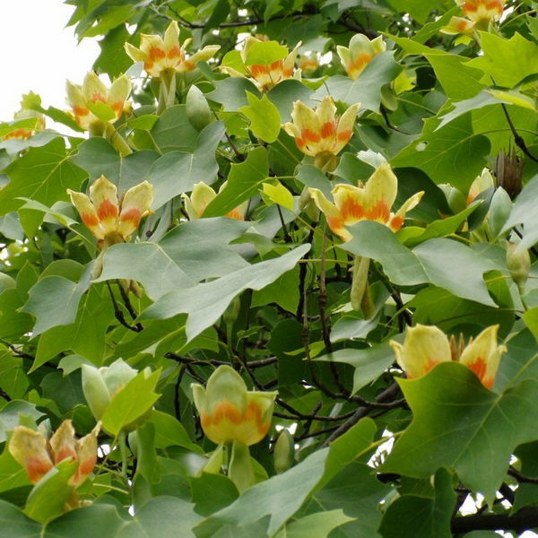 Тюльпанове дерево (Liriodendron) Тюльпанове_дерево фото
