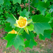 Тюльпанове дерево (Liriodendron) Тюльпанове_дерево фото 1