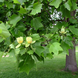 Тюльпанове дерево (Liriodendron) Тюльпанове_дерево фото 3