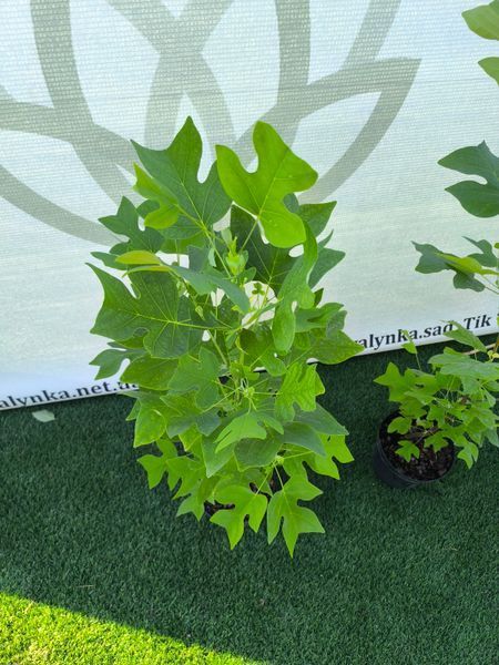 Тюльпанове дерево (Liriodendron) Тюльпанове_дерево фото