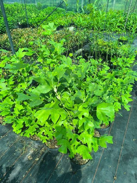 Тюльпанове дерево (Liriodendron) Тюльпанове_дерево фото