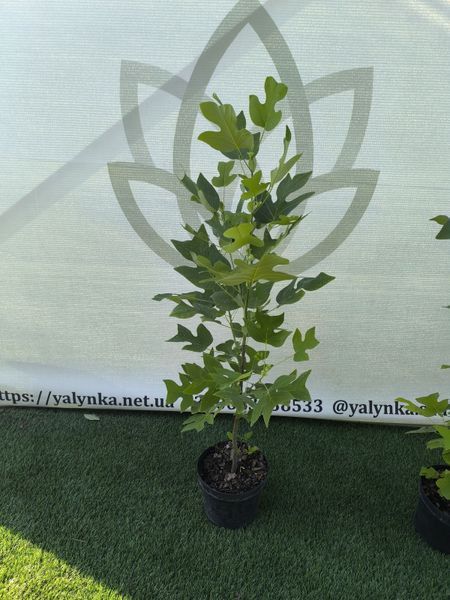 Тюльпанове дерево (Liriodendron) Тюльпанове_дерево фото