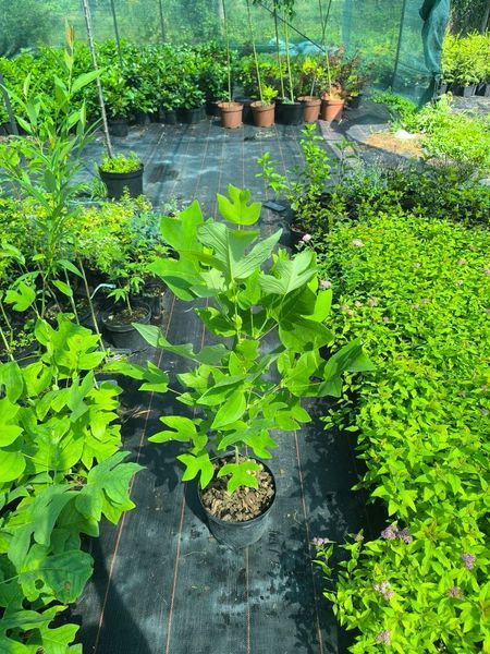 Тюльпанове дерево (Liriodendron) Тюльпанове_дерево фото