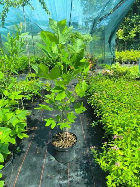 Тюльпанове дерево (Liriodendron) Тюльпанове_дерево фото