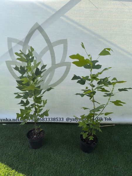 Тюльпанове дерево (Liriodendron) Тюльпанове_дерево фото