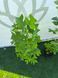 Тюльпанове дерево (Liriodendron) Тюльпанове_дерево фото 3