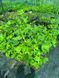 Тюльпанове дерево (Liriodendron) Тюльпанове_дерево фото 5