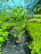 Тюльпанове дерево (Liriodendron) Тюльпанове_дерево фото 1