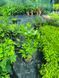 Тюльпанове дерево (Liriodendron) Тюльпанове_дерево фото 3