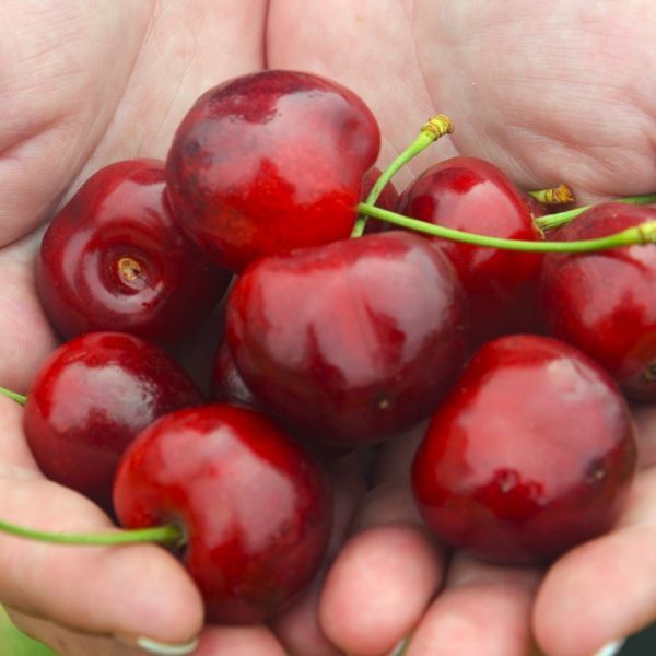 Черешня Регіна Черешня_Регіна фото