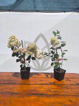 Гортензія Самарська Лідія (Rensam) Гортензія_Лідія фото