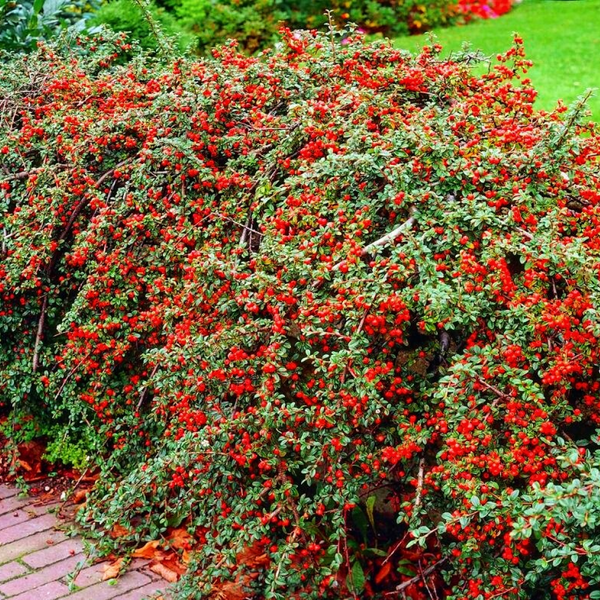 Кизильник горизонтальний (Cotoneaster horizontalis) Кизильник фото