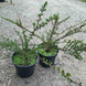 Кизильник горизонтальний (Cotoneaster horizontalis) Кизильник фото 3