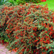 Кизильник горизонтальний (Cotoneaster horizontalis) Кизильник фото 2