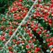 Кизильник горизонтальний (Cotoneaster horizontalis) Кизильник фото 1