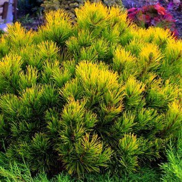 Ялівець Golden Glow (Голден Глоу) Ялівець_Голден_Глоу фото