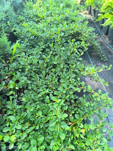 Кизильник горизонтальний (Cotoneaster horizontalis) Кизильник фото