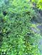 Кизильник горизонтальний (Cotoneaster horizontalis) Кизильник фото 3