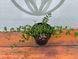 Кизильник горизонтальний (Cotoneaster horizontalis) Кизильник фото 1