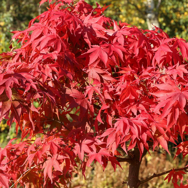 Клен пальмолистий Palmatum (Палматум) Клен_Палматум фото