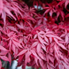 Клен пальмолистий Palmatum (Палматум) Клен_Палматум фото 1