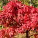 Клен пальмолистий Palmatum (Палматум) Клен_Палматум фото 2
