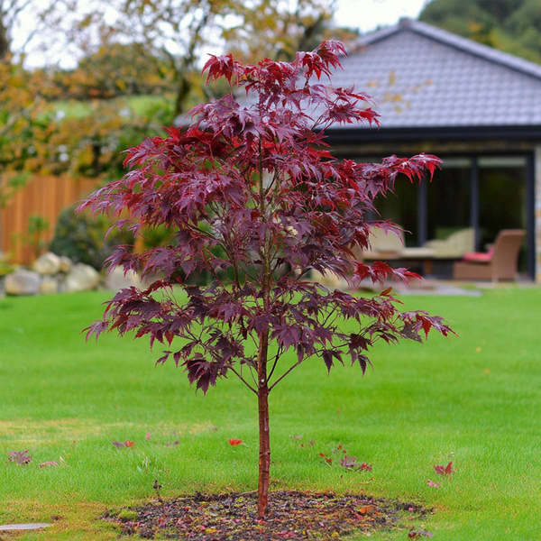 Клен пальмолистий Atropurpureum (Атропурперіум) Клен_Атропурперіум фото