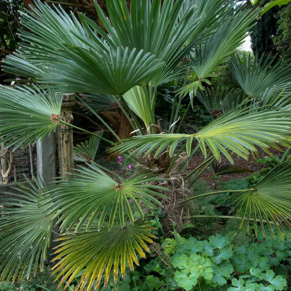 Пальма Трахікарпус (Trachycarpus) Трахікарпус фото